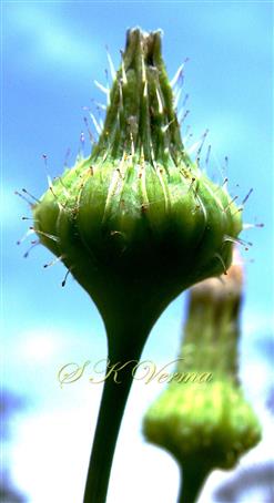  Capitula with involucre
